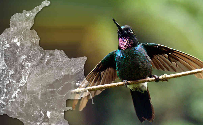 Avistamiento de Aves