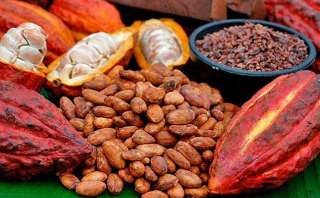 Fincas de Cacao y Beneficiaderos