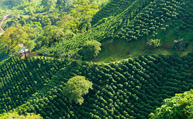 Fincas Cafeteras y Beneficiaderos