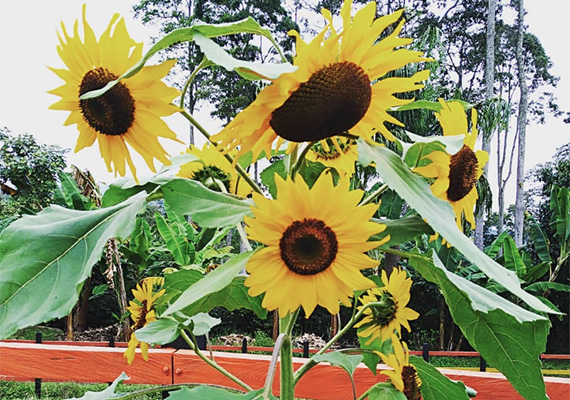 Finca Turística La Esperanza